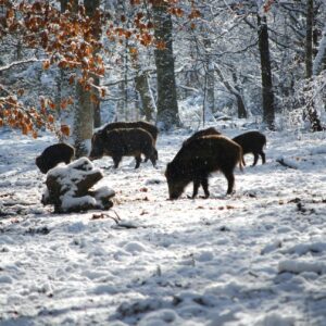 Wild in de sneeuw!